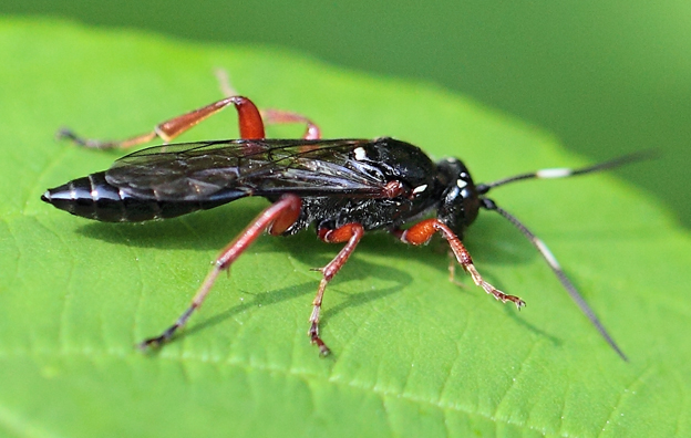 Coelinchneumon bilineatus?